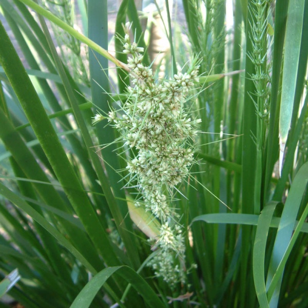 Plant Details - Noosa Native Plants